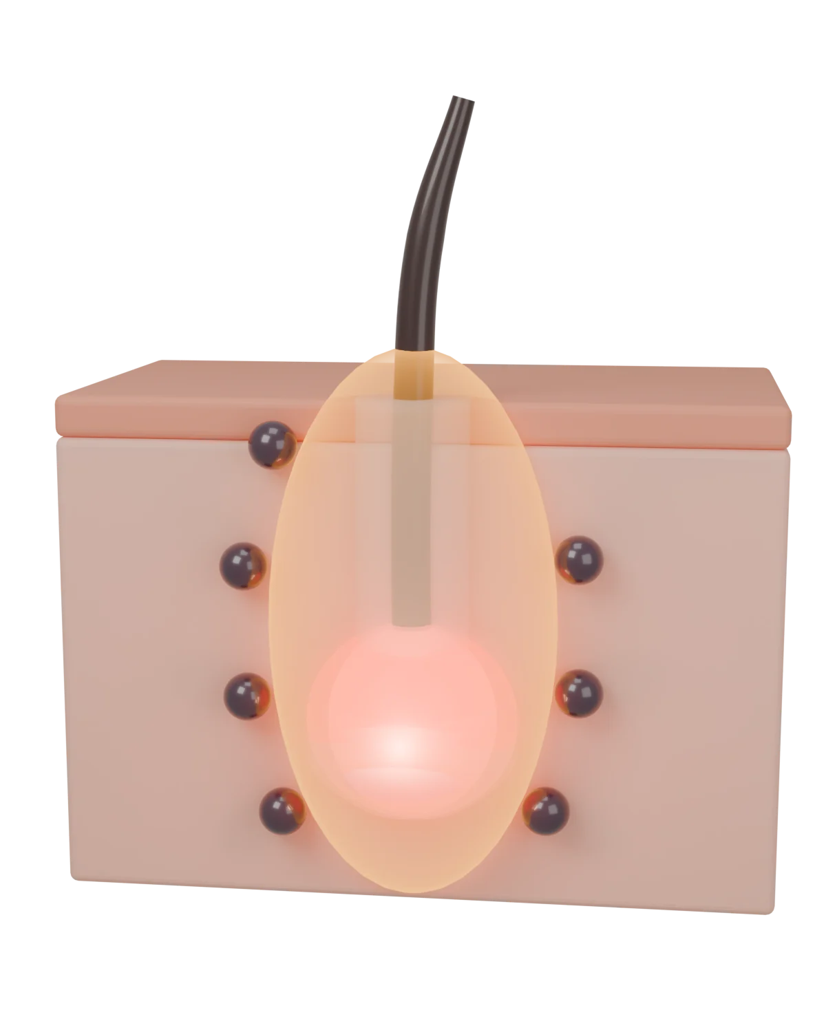 With the Follicle Reset: the amber gummy blocks DHT, the red gummy wakes the root, thick hair again